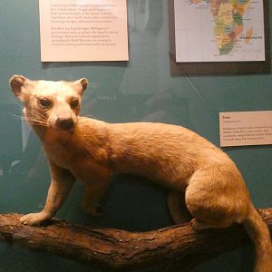 Fossa Display, Mammals of Africa - Feb. 2022