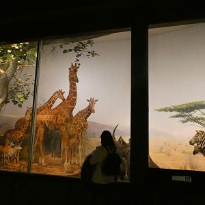 African Savannah Display, Mammals of Africa - Feb. 2022