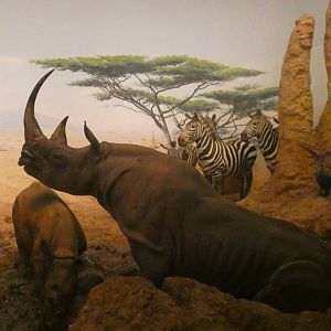 Black Rhinoceros & Zebras, Mammals of Africa - Feb. 2022