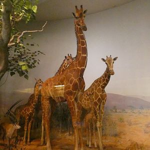 Giraffe & Gazelle, Mammals of Africa - Feb. 2022