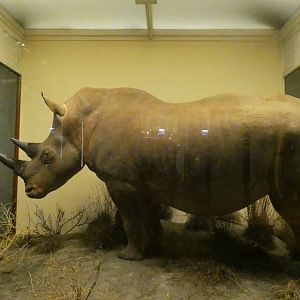 White Rhinoceros, Mammals of Africa - Feb. 2022
