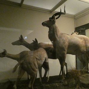 African Hoofstalk, Mammals of Africa - Feb. 2022