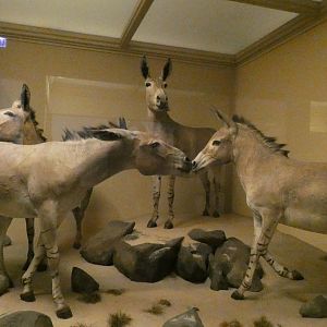 Somali Wild Ass, Mammals of Africa - Feb. 2022