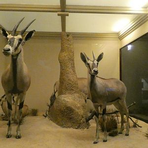 Arabian Oryx, Mammals of Africa - Feb. 2022