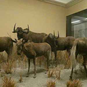Black Wildebeest, Mammals of Africa - Feb. 2022