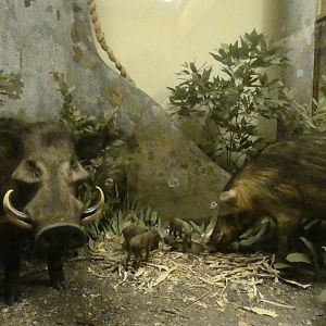 Wild Hog, Mammals of Africa - Feb. 2022