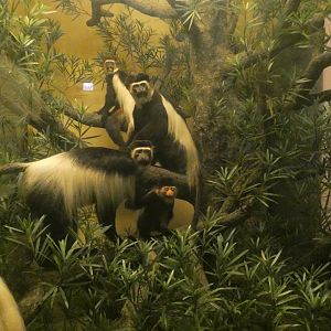 Mantled Guerezas, Mammals of Africa - Feb. 2022