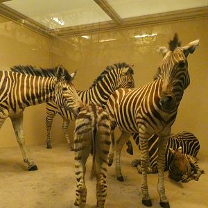 Zebra, Mammals of Africa - Feb. 2022