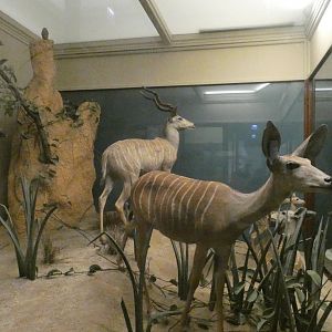 Lesser Kudu?, Mammals of Africa - Feb. 2022
