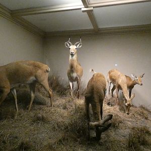 More Antelope, Mammals of Africa - Feb. 2022