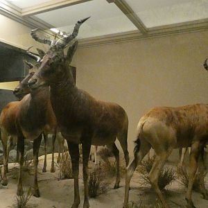 Bontebok, Mammals of Africa - Feb. 2022