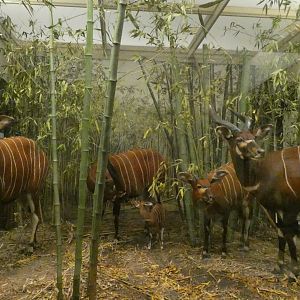 Bongo, Mammals of Africa - Feb. 2022