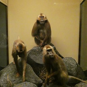 Gelada, Mammals of Africa - Feb. 2022