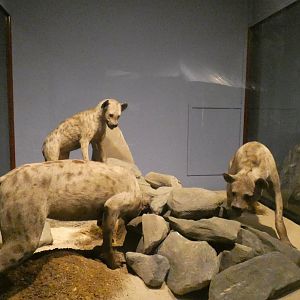 Spotted Hyena, Mammals of Africa - Feb. 2022