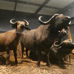 Cape Buffalo, Mammals of Africa - Feb. 2022