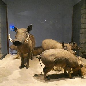 Common Warthog, Mammals of Africa - Feb. 2022