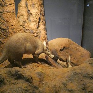 Aardvark, Mammals of Africa - Feb. 2022