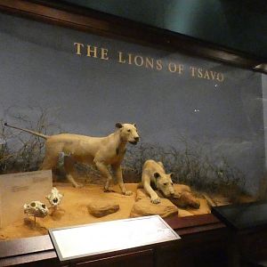 The Man-eating Lions of Tsavo, Mammals of Africa - Feb. 2022