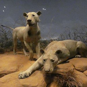 The Man-eating Lions of Tsavo, Mammals of Africa - Feb. 2022