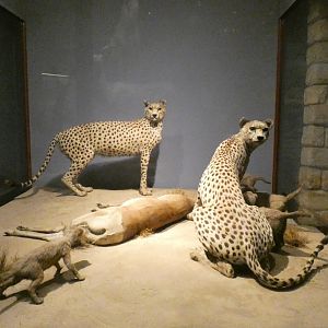 Cheetah, Mammals of Africa - Feb. 2022