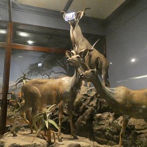 Greater Kudu, Mammals of Africa - Feb. 2022