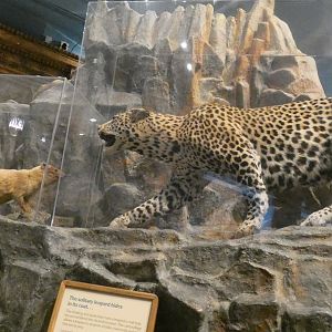 African Leopard + Rocky Hyrax, Africa - Feb. 2022