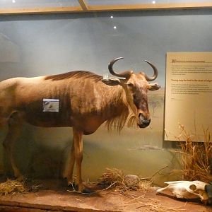 Blue wildebeest, Africa - Feb. 2022