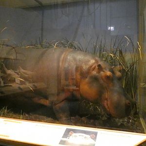 Common Hippopotamus, Africa - Feb. 2022