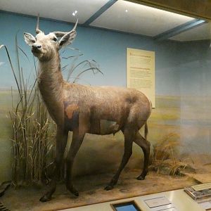 Waterbuck?, Africa - Feb. 2022