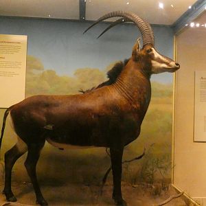 Stable Antelope, Africa - Feb. 2022