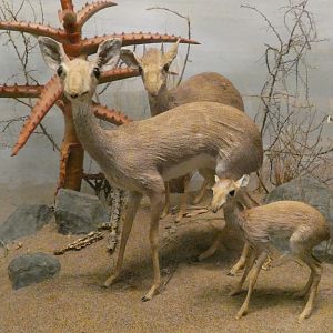 Dik-dik, Africa - Feb. 2022