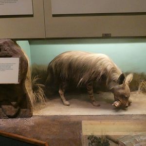 Brown Hyena, Africa - Feb. 2022