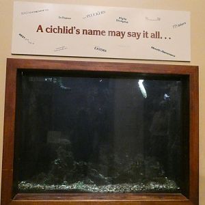 African Cichlid Tank, Africa - Feb. 2022