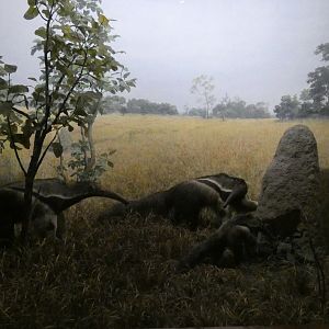 Giant Anteater, American Wilderness Gallery - Feb. 2022