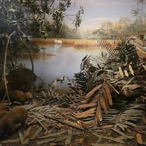 Capybara + Jaguar, American Wilderness Gallery - Feb. 2022