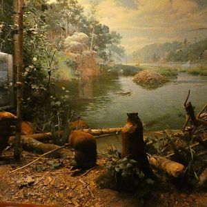 North American Bever, American Wilderness Gallery - Feb. 2022