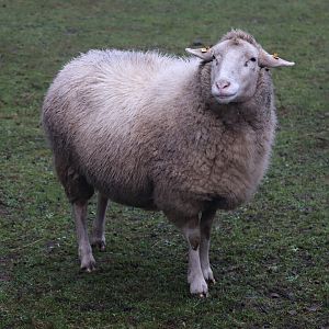 Leineschaf / Leine sheep