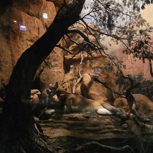 Mountain Lion and Cubs, American Wilderness Gallery - Feb. 2022