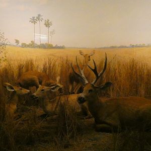 Marsh Deer, American Wilderness Gallery - Feb. 2022