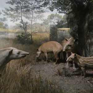 South American Tapir, American Wilderness Gallery - Feb. 2022