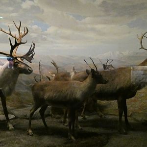 Reindeer, American Wilderness Gallery - Feb. 2022