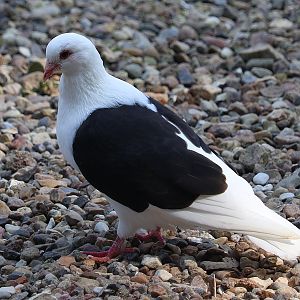 Thuringian Shield pigeon / Thüringer Schildtaube