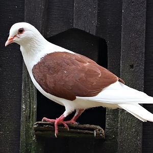 Thuringian Shield pigeon / Thüringer Schildtaube