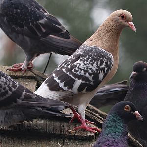 Nuremberg Lark / Nürnberger Lerche