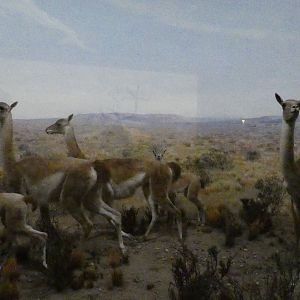 Guanaco, American Wilderness Display - Feb. 2022