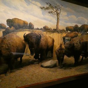 American Bison, American Wilderness Display - Feb. 2022