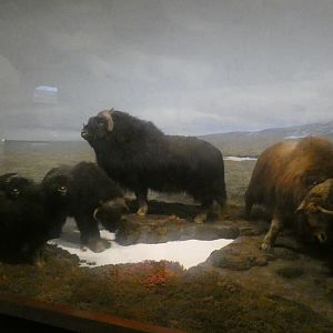 Musk Oxen, American Wilderness Display - Feb. 2022