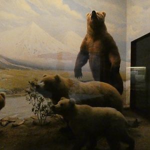 Alaskan Grizzly, American Wilderness Display - Feb. 2022