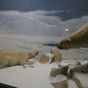 Polar Bears, American Wilderness Display - Feb. 2022