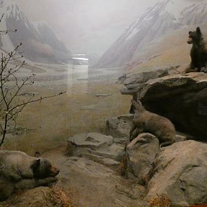 American Black Bears, American Wilderness Display - Feb. 2022